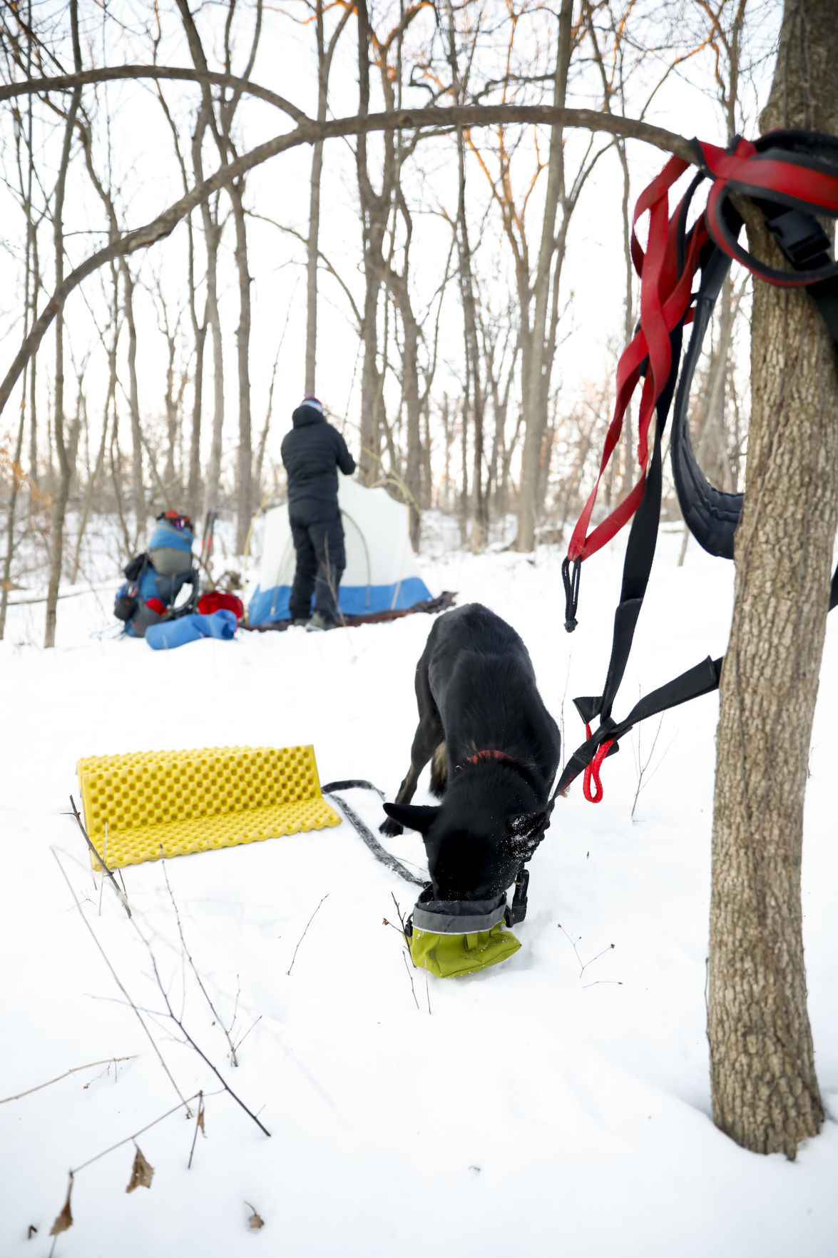 Ice Age Winter Hiker 012221 11-01252021091936